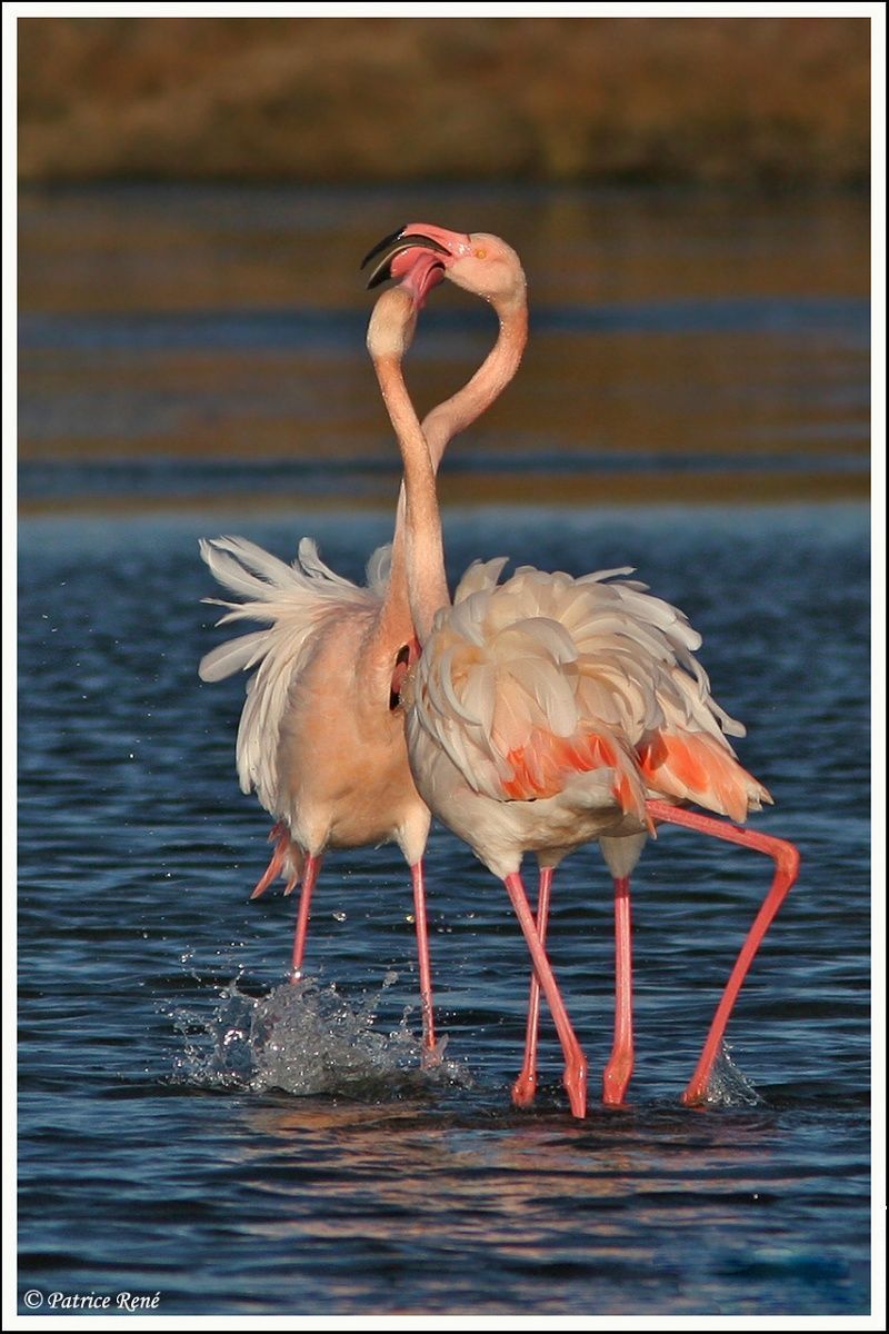 Flamants Roses Divers