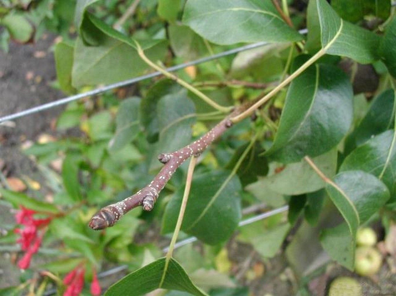 rub arbres fruitiers des zones temperees