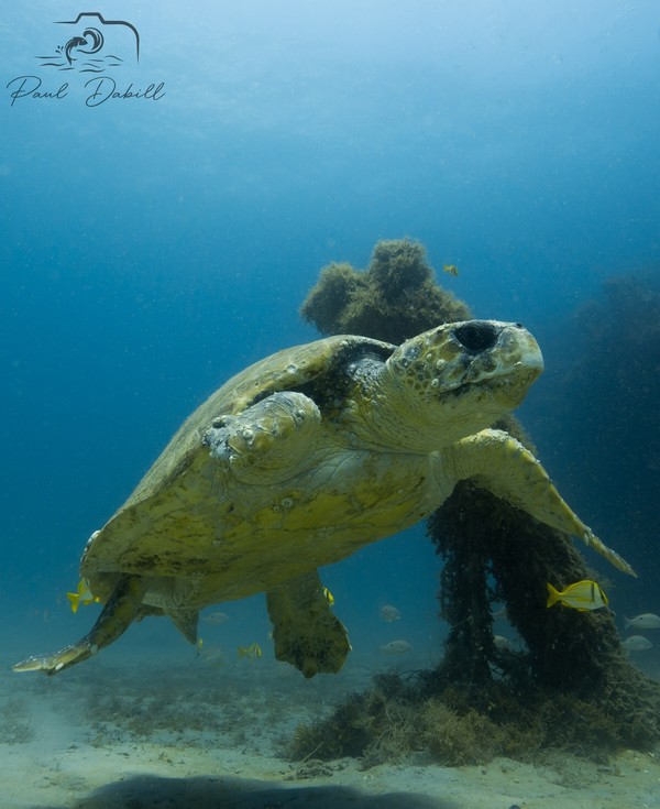 tortue il manque une nageoire 201