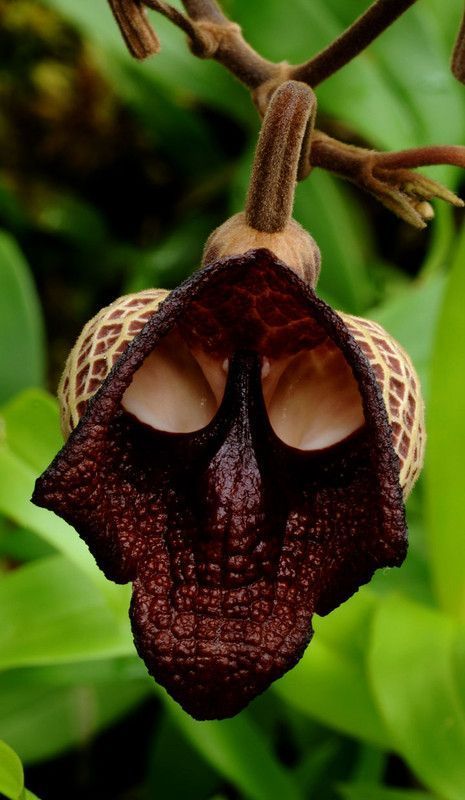 IMAGES FLEURS AUX FORMES BIZARRES 4