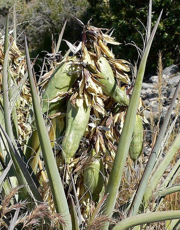 Yucca Baccata 