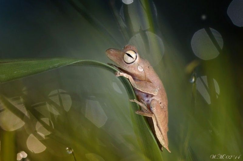 grenouille-animal-photo-macro16.jpg