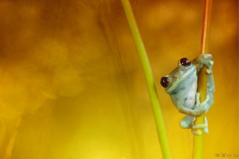 grenouille-animal-photo-macro21.jpg