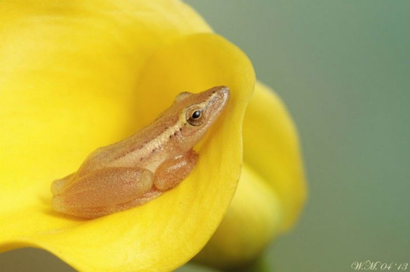 grenouille-animal-photo-macro34.jpg