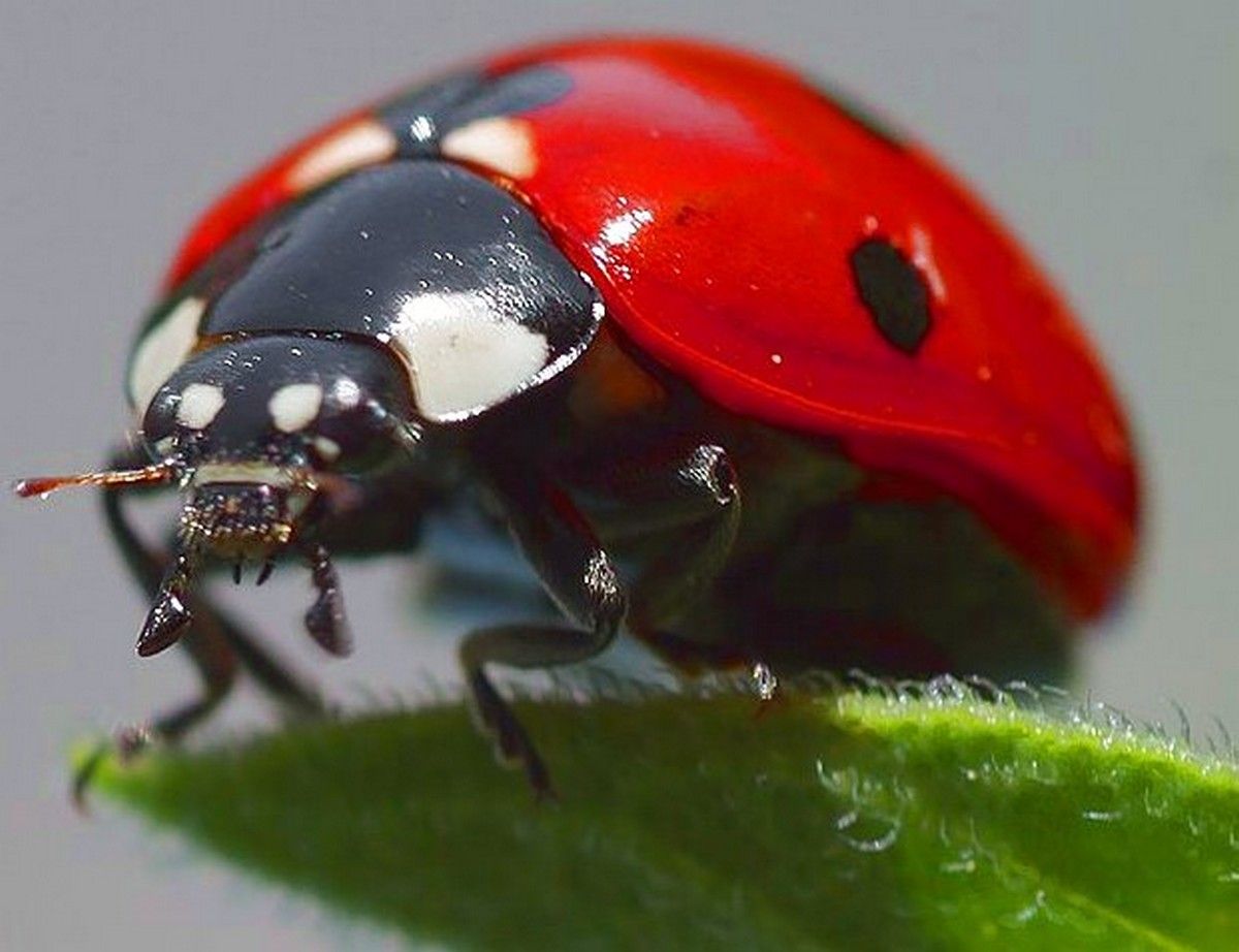 entomologie etude des insectes Page 27 — free download