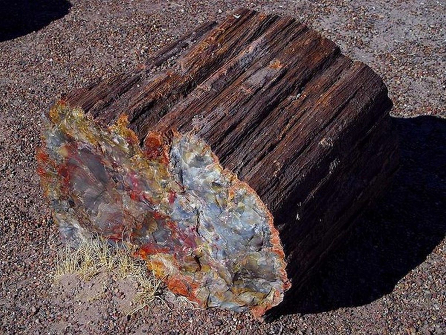 What Is A Petrified Rock