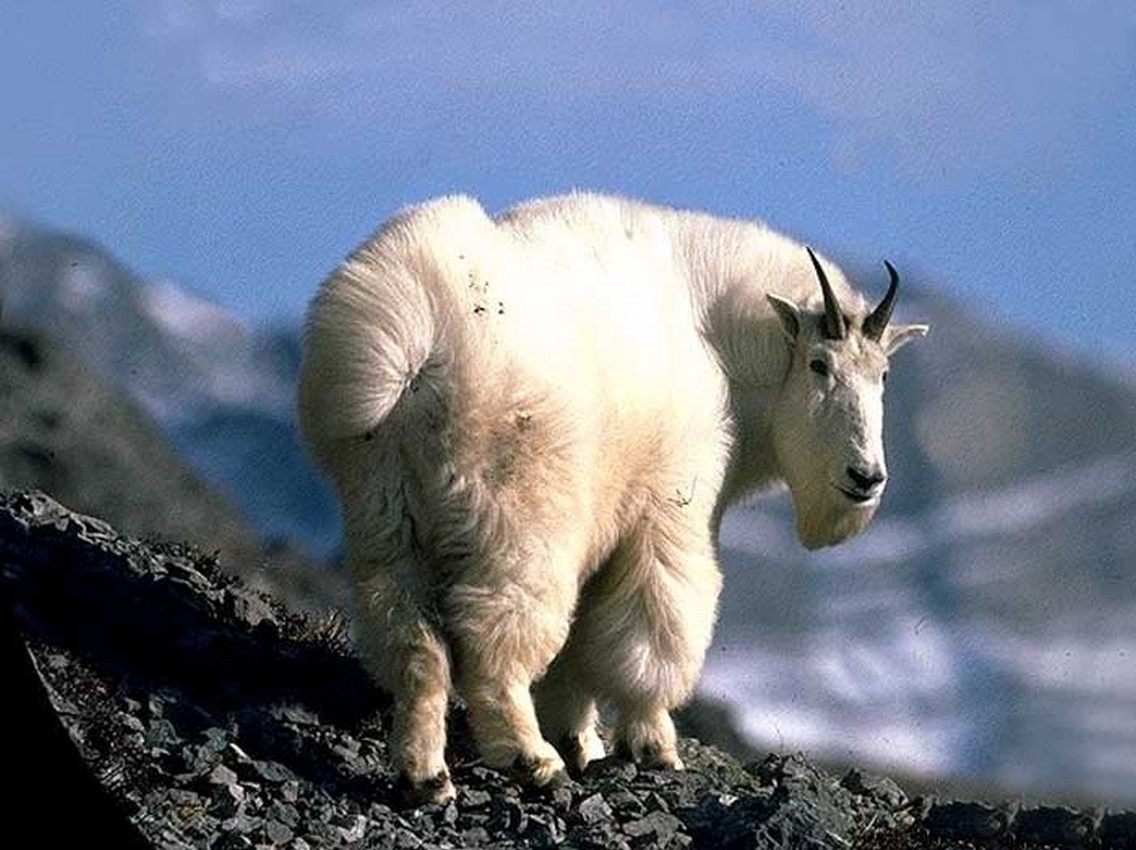 Portrait de la chèvre des montagnes rocheuses
