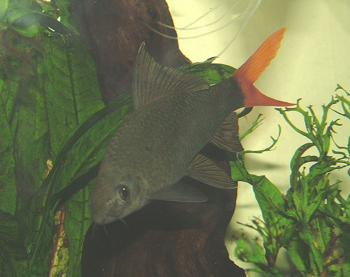 Epalzeorhynchos Bicolor