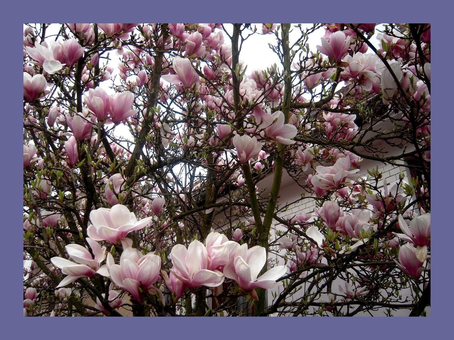 SI VOUS CONNAISSEZ LES NOM DE SES ARBRES?