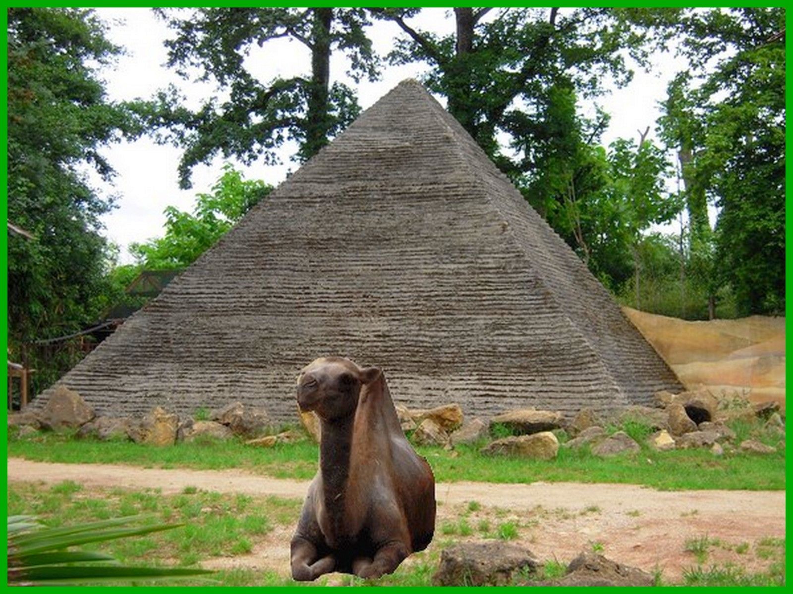 au zoo tout est beau le chameau