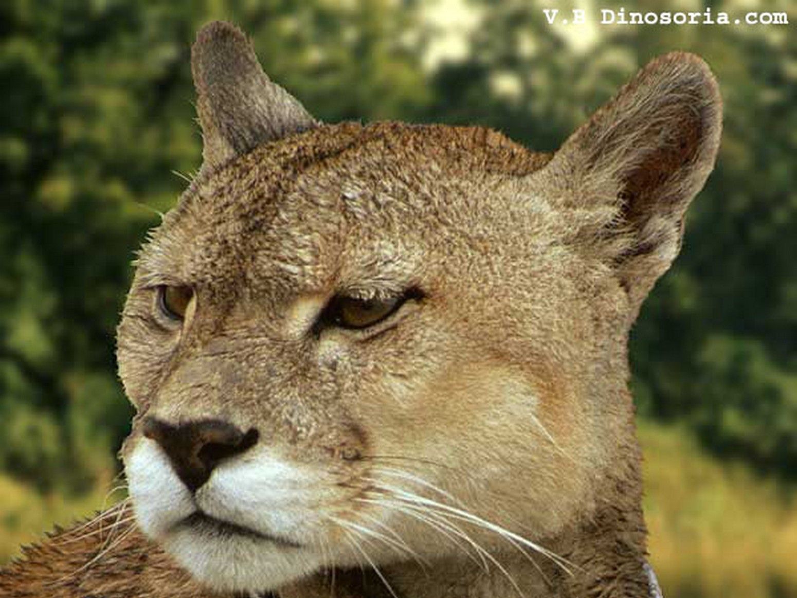 puma live chat