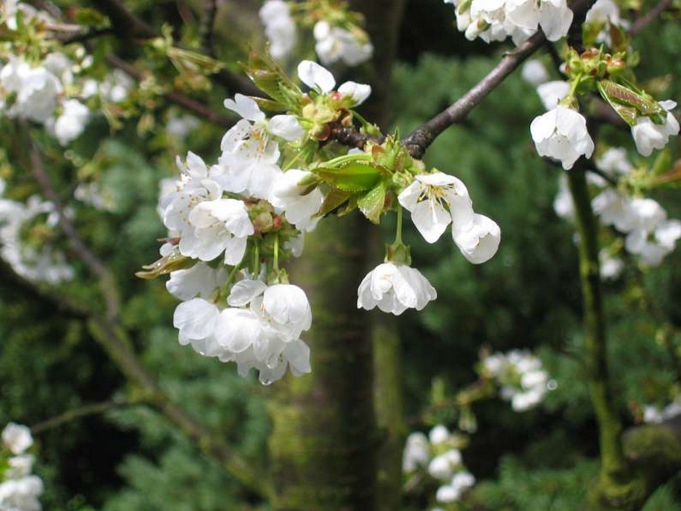 Cerisier Bois Puant : arbres fruitiers des zones temperees – Page 5 Cerisier Bois Puant : arbres fruitiers des zones temperees – Page 5